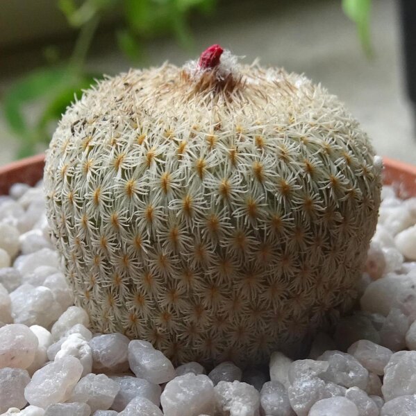 Hikuri Mulato (Epithelantha micromeris) Samen