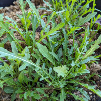 Wilde Rauke / Rucola selvatica (Diplotaxis muralis) Samen