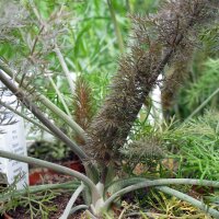 Bronzefenchel Purpureum (Foeniculum vulgare) Samen