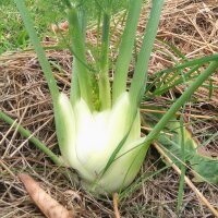 Knollenfenchel Fenchel Romanesco (Foeniculum vulgare var....