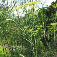 Grüner Gewürzfenchel Dulce (Foeniculum vulgare)...