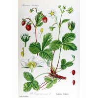 Wilderdbeere / Walderdbeere (Fragaria vesca) Samen