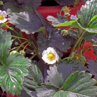 Monatserdbeere Rügen (Fragaria vesca var. semperflorens) Samen