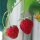 Monatserdbeere Rügen (Fragaria vesca var. semperflorens) Samen