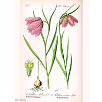 Schachbrettblume (Fritillaria meleagris) Samen