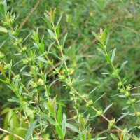 Sinicuichi (Heimia salicifolia) Samen