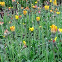 Kleines Habichtskraut (Hieracium pilosella) Samen