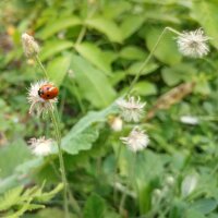 Kleines Habichtskraut (Hieracium pilosella) Samen