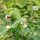 Kleines Habichtskraut (Hieracium pilosella) Samen