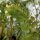 Weisses Bilsenkraut (Hyoscyamus albus) Samen