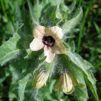 Schwarzes Bilsenkraut (Hyoscyamus niger) Samen