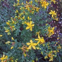 Echtes Johanniskraut (Hypericum perforatum) Samen