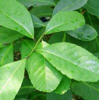 Mate (Ilex paraguariensis) Samen