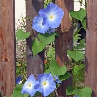 Trichterwinde Heavenly Blue (Ipomoea tricolor) Samen