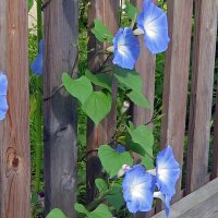 Trichterwinde Heavenly Blue (Ipomoea tricolor) Samen