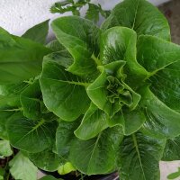 Wosun / Chinesischer Spargelsalat (Lactuca sativa var. angustana) Samen