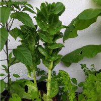 Wosun / Chinesischer Spargelsalat (Lactuca sativa var....