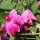 Duftwicke Bijou Mix (Lathyrus odoratus) Samen