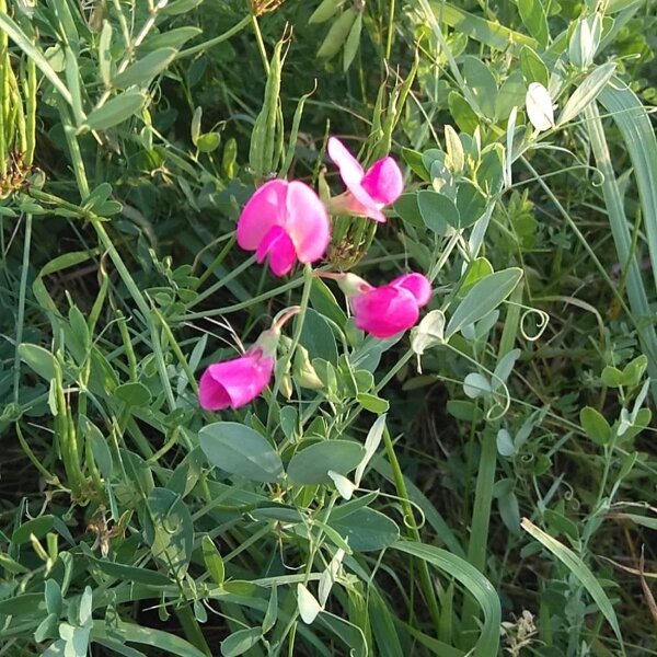 Knollige Platterbse (Lathyrus tuberosus) Samen