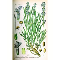 Echter Lavendel (Lavandula angustifolia) Samen