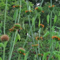 Afrikanisches Löwenohr (Leonotis leonurus) Samen