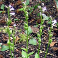 Indianertabak / Lobelie (Lobelia inflata) Samen