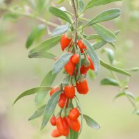 Goji Beere/ Bocksdorn (Lycium barbarum) Samen