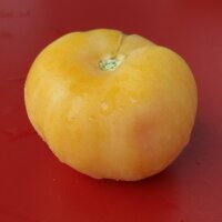 Pfirsich-Tomate Pêche Jaune (Solanum lycopersicum)...