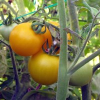 Gelbe Tomate Goldene Königin (Solanum lycopersicum)...