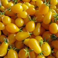 Cocktailtomate Yellow Pear (Solanum lycopersicum) Bio Saatgut