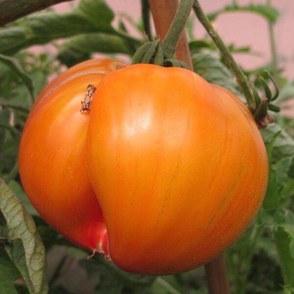 Fleischtomate 'Ananas' (Solanum lycopersicum) Bio Saatgut