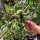 Fleischtomate Ananas (Solanum lycopersicum) Bio Saatgut