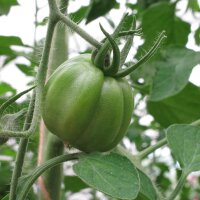 Italienische Ochsenherz-Tomate Cuore di bue (Solanum...
