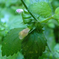 Zitronenmelisse (Melissa officinalis) Samen