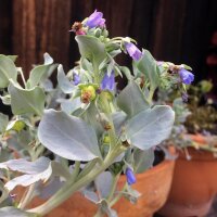 Austernpflanze (Mertensia maritima) Samen