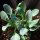 Austernpflanze (Mertensia maritima) Samen