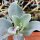 Austernpflanze (Mertensia maritima) Samen
