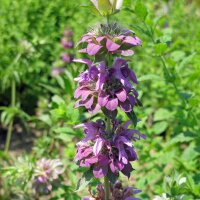 Zitronen-Monarde (Monarda citriodora) Samen