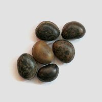 Mucuna (Mucuna pruriens) Samen