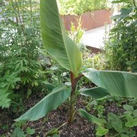 Darjeeling Banane (Musa sikkimensis) Samen