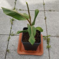 Darjeeling Banane (Musa sikkimensis) Samen