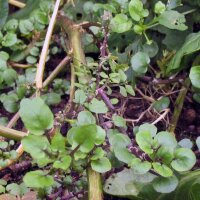 Brunnenkresse (Nasturtium officinale) Samen