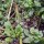 Brunnenkresse (Nasturtium officinale) Samen