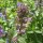 Katzenminze (Nepeta cataria) Samen