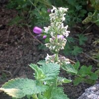 Zitronen-Katzenminze / Weisse Melisse (Nepeta cataria ssp. citriodora) Samen