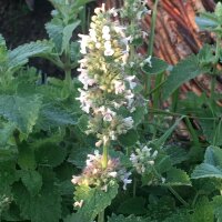 Zitronen-Katzenminze / Weisse Melisse (Nepeta cataria ssp. citriodora) Samen