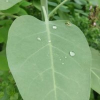 Baumtabak (Nicotiana glauca) Samen