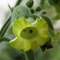 Bauerntabak (Nicotiana rustica) Samen