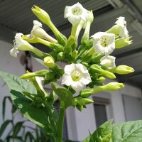 Orienttabak Samsoun (Nicotiana tabacum)