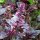Violettes Basilikum (Ocimum basilicum) Samen